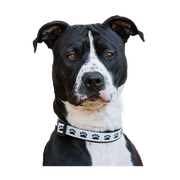 PAWS Dog Collar, Black/White